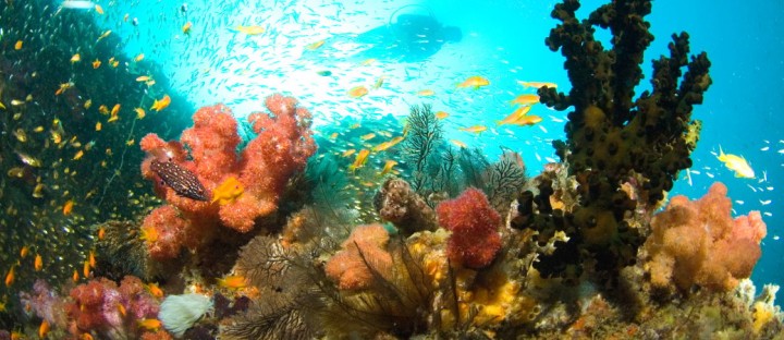 Diving-amonst-the-beautiful-reefs-in-Mozambique