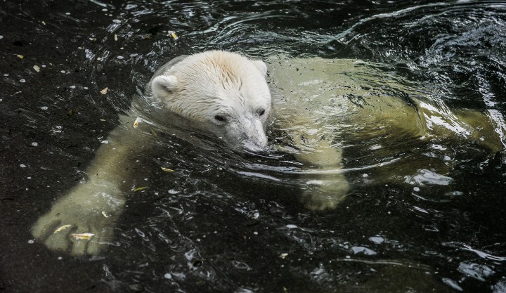 epa04901676 A Polar bear enjoys his bath during warm weather at the zoo in Prague, Czech Republic, 28 August 2015. Polar bears are one of the most popular animals for visitors of the Prague Zoo. EPA/FILIP SINGER