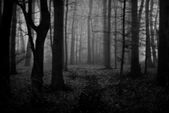 dark-darkness-forest-landscape-Favim.com-2339309[1]