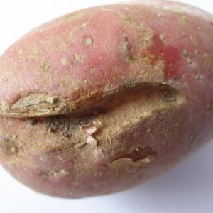 Так выглядит зараженная картофелина