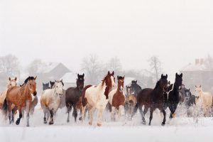 лошади зимой