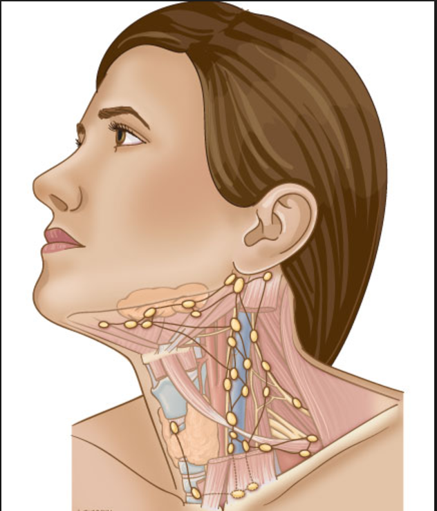 Лимфатический узел челюсть. Шейные лимфоузлы расположение схема. Строение лимфатических узлов на шее. Шейные яремные лимфоузлы. Расположение лимф узлов на шее.