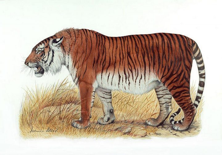 Предполагаемый облик каспийского тигра