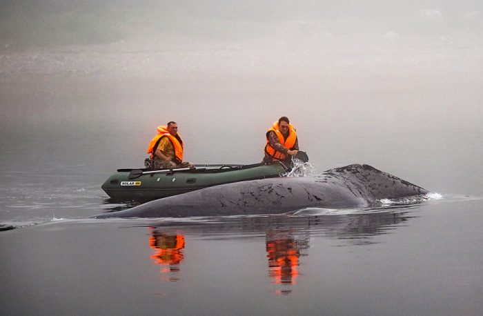 кит сел на мель в России