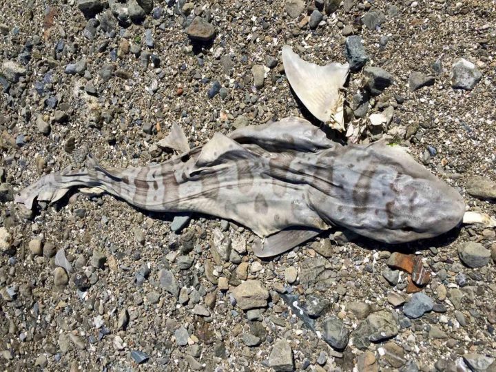 Одна из найденных на побережье мертвых леопардовых акул