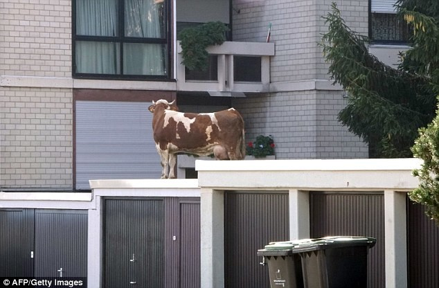 корова на крыше