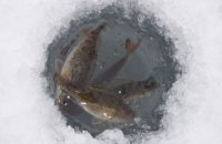 рыба атырау лед