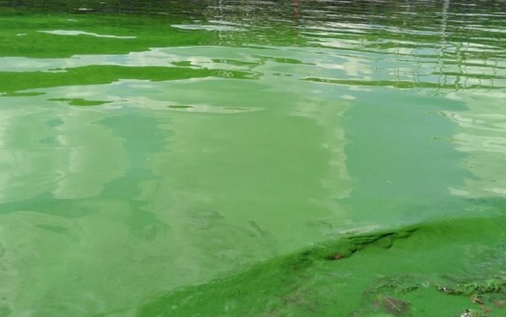 К чему снится зеленая вода. Днепр зеленая вода. Озеро с зеленой водой. Вода цветет. Цвет воды водоемов.