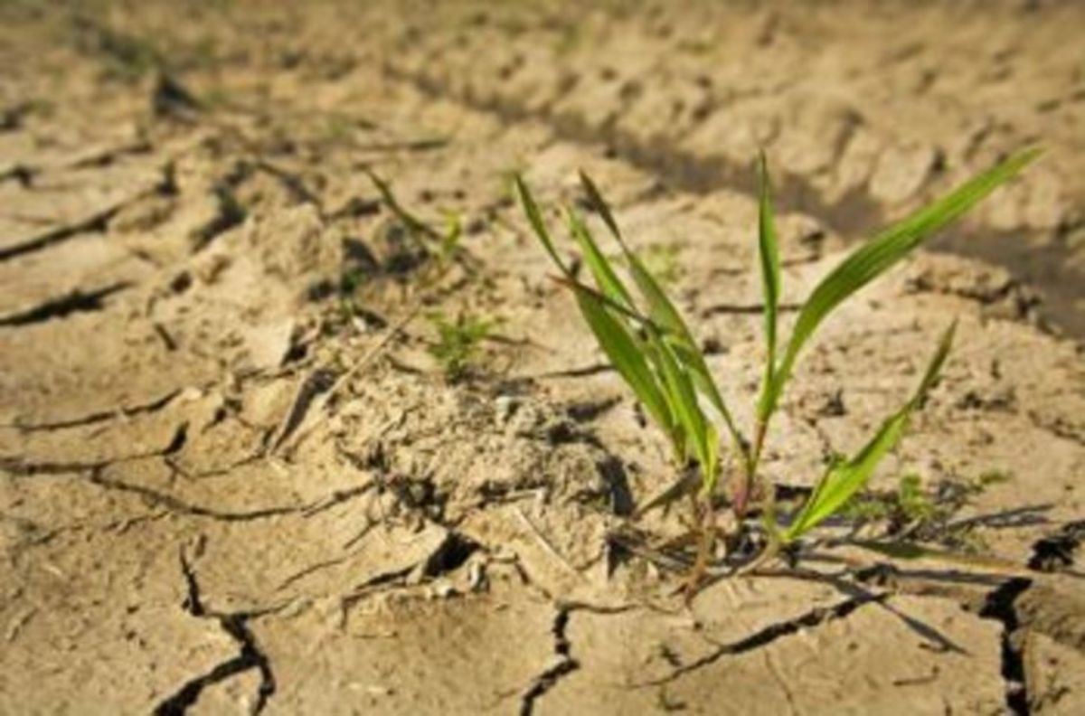 Всходы гибнут. Засуха. Почвенная засуха. Засуха пшеница. Засуха в поле.