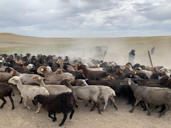 Овцы, отара. Фото: Жанибек Кенжебаев